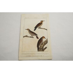 Gravure d’oiseaux ancienne colorée à la main Tav. 92